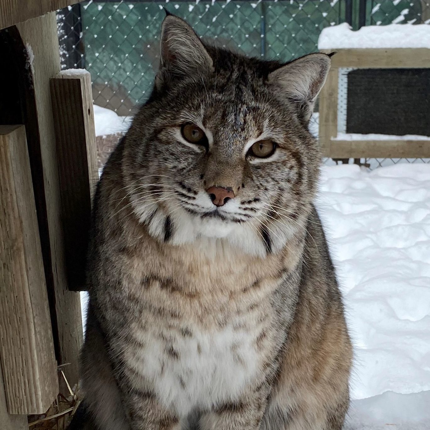 Bobcats - Cat Tales Wildlife Center