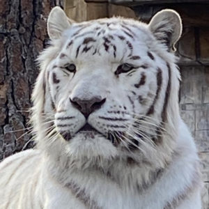 10 Lines on White Tiger in English, Few Lines on White Tiger