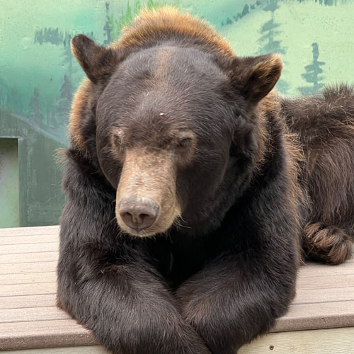 ! a black bear Oscar