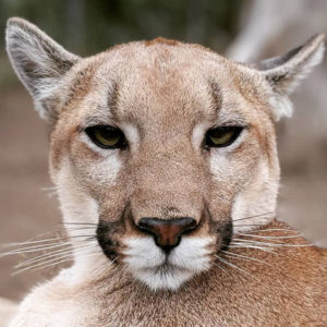 Pumas - Cat Tales Wildlife Center