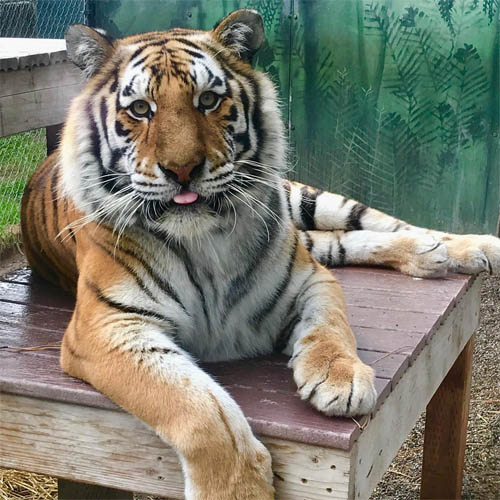 Siberian Tigers - Cat Tales Wildlife Center