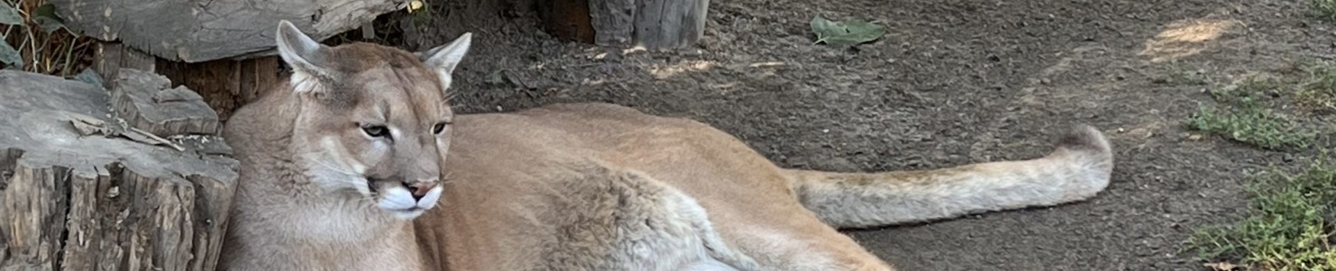 Pumas - Cat Tales Wildlife Center