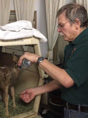 Man holding a baby bottle feeding a deer fawn