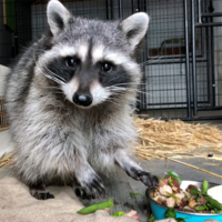 Milly raccoon 5x5
