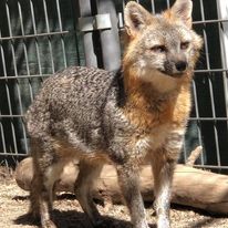 Roxy gray fox