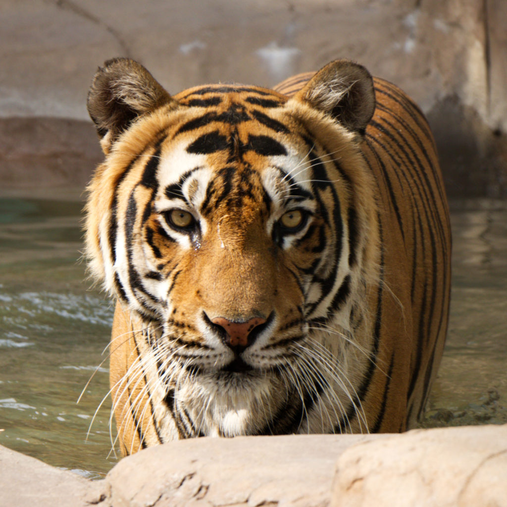 Bengal Tiger vs Siberian Tiger Comparison - The Tiniest Tiger