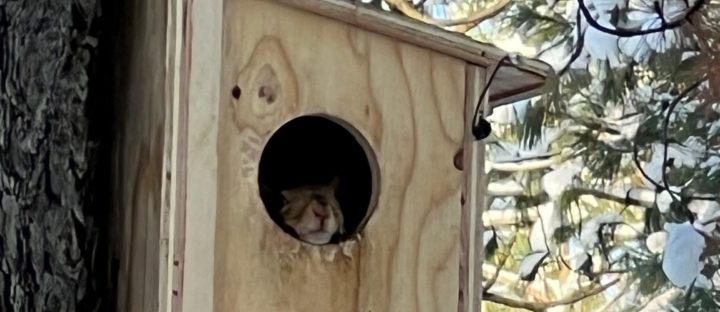 Overwintering Gray Squirrels