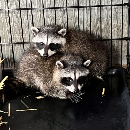Rescuing Hope: A Tale of Two Raccoon Kits on Their Journey to Freedom ...