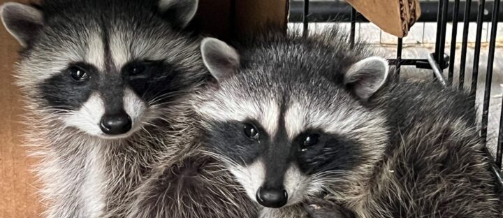 Rescuing Hope: A Tale of Two Raccoon Kits on Their Journey to Freedom