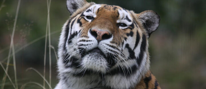 Siberian Tigers - Cat Tales Wildlife Center