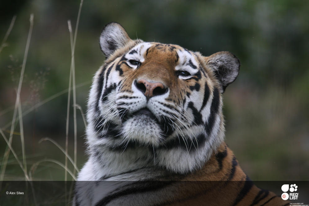 Siberian Tigers - Cat Tales Wildlife Center