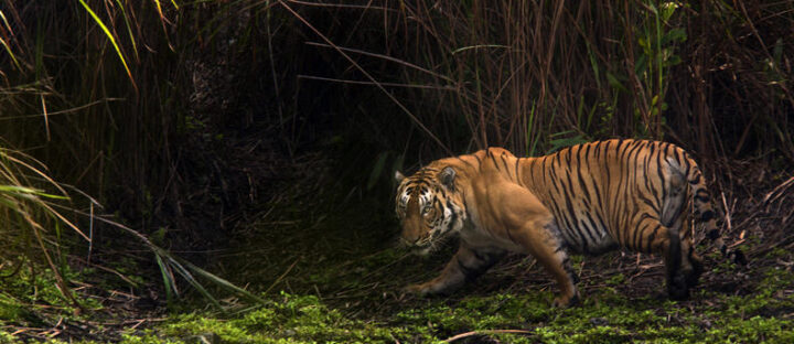 A New Home for Tigers: India’s Latest Conservation Milestone