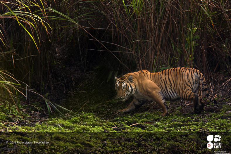 Bengal Tiger New Photos