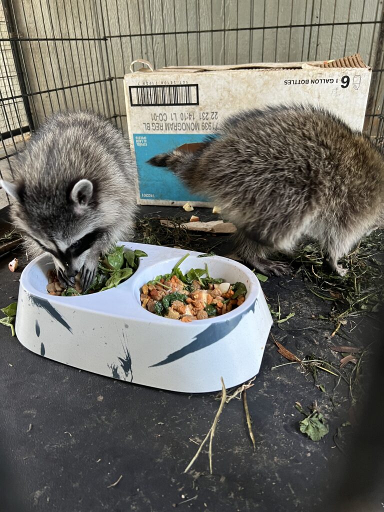 Rescuing Hope: A Tale of Two Raccoon Kits on Their Journey to Freedom ...