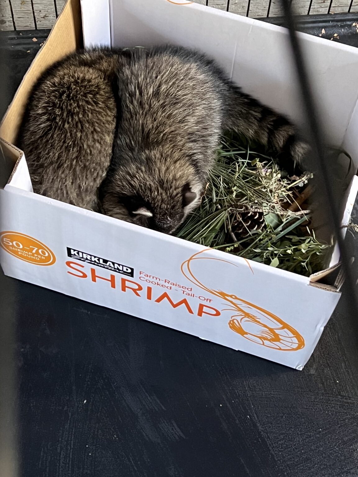 Rescuing Hope: A Tale of Two Raccoon Kits on Their Journey to Freedom ...