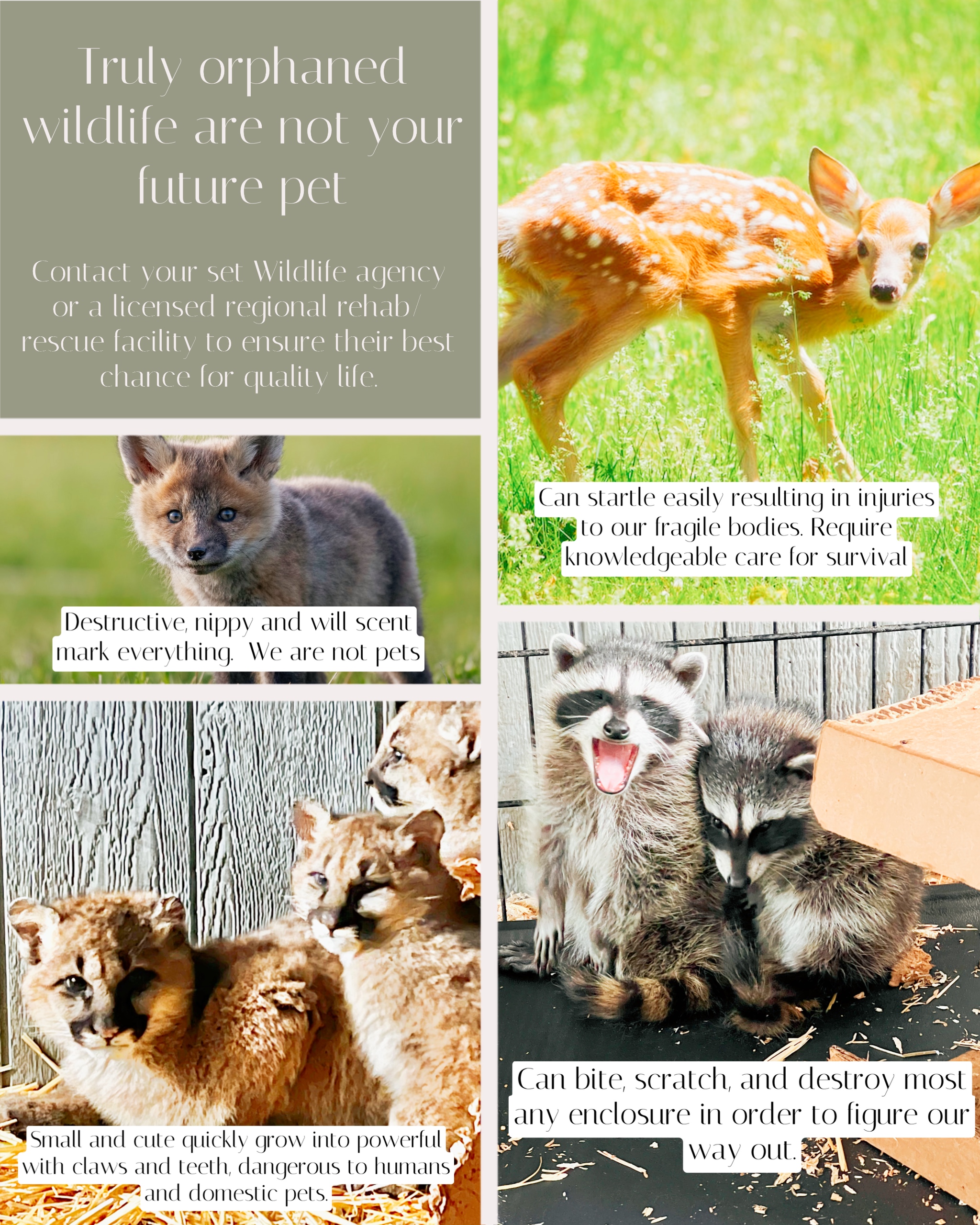 Wild Animals are not pets - Wildlife Rescue League