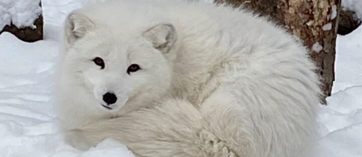 Preparing for Winter: Ensuring Comfort and Safety