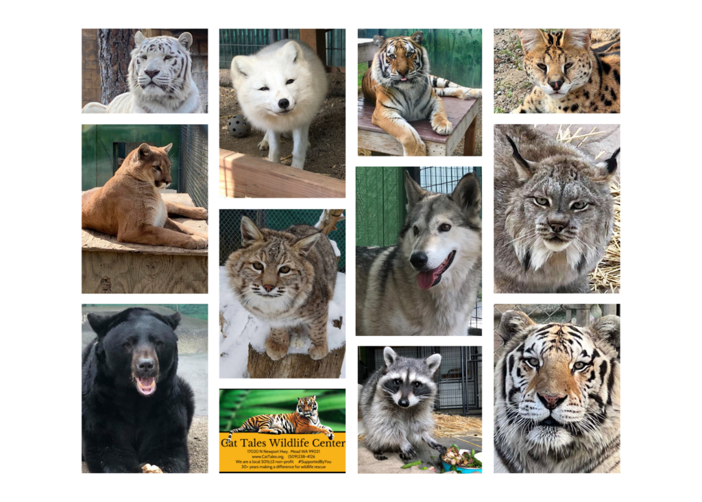 Siberian Tigers - Cat Tales Wildlife Center