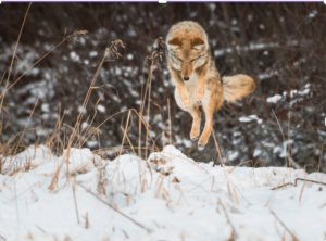 picture of coyote dog leaping