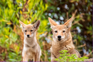 picture of a coyote dog and puppy