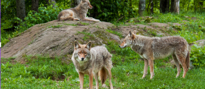 Celebrating Coyotes: The Unsung Heroes of the Ecosystem