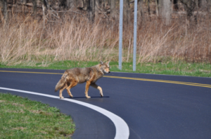 picture of a coyote dog crossing a road