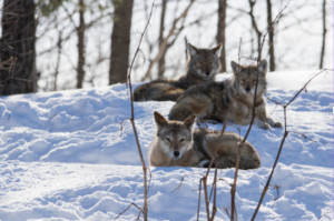 picture of three coyote dogs laying in the snow