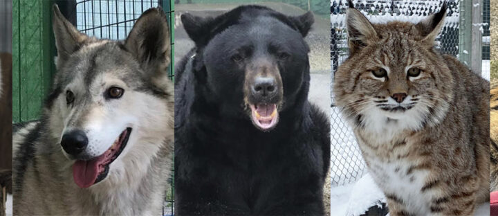 Wildlife Sponsorship Program