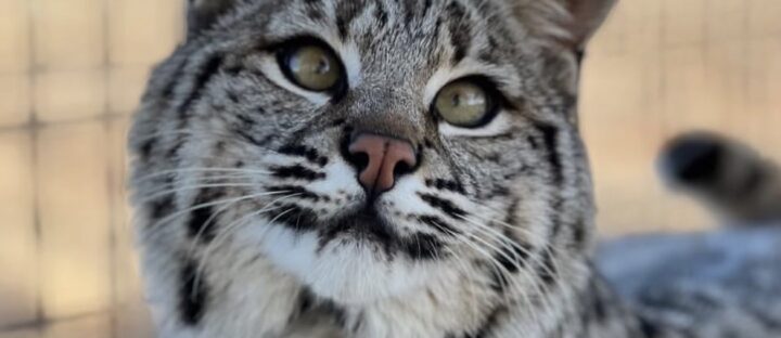 Help Us Give Ricky the Bobcat a New Lease on Life