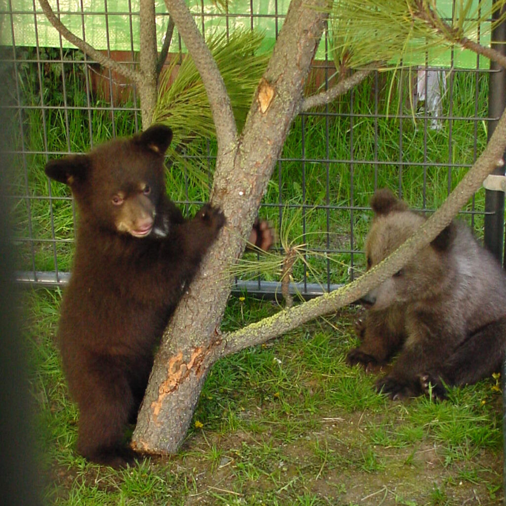 What Do Black Bears Eat? A Guide to Their Diverse Diet - Cat Tales