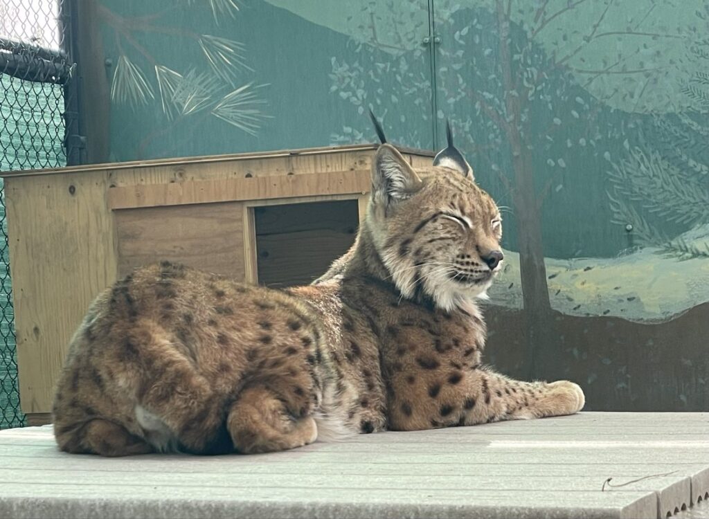 Carpathian lynx Taz resting on a wooden platform, spotted coat visible.