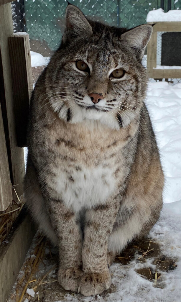 Bobcat Amala perched on a log, short tail and sharp gaze visible.