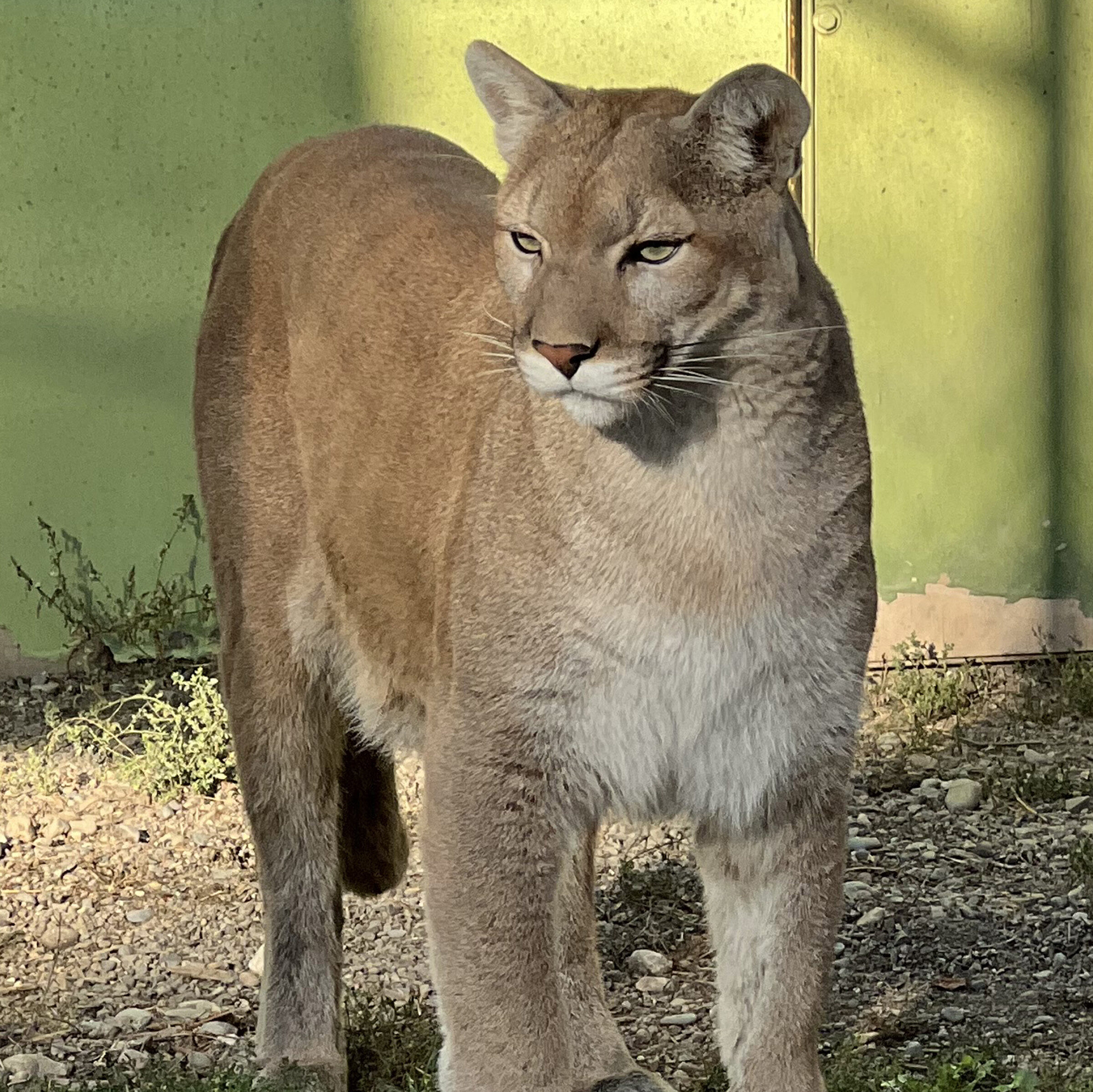 Hope, a puma at Cat Tales Wildlife, is standing in the grass