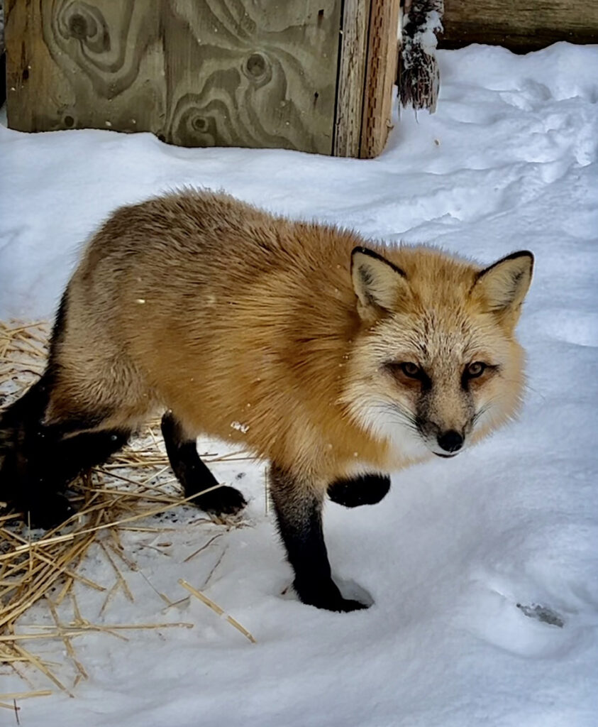 Kali a red fox at Cat Tales Wildlife Center walking through the snow.