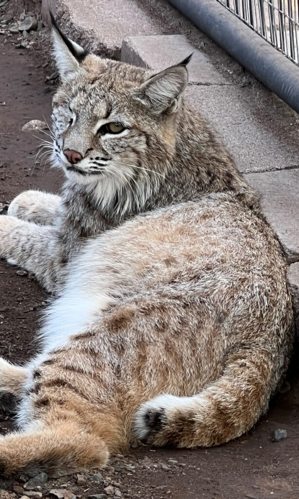 One-eyed bobcat Oakley sitting alertly, playful and fierce.