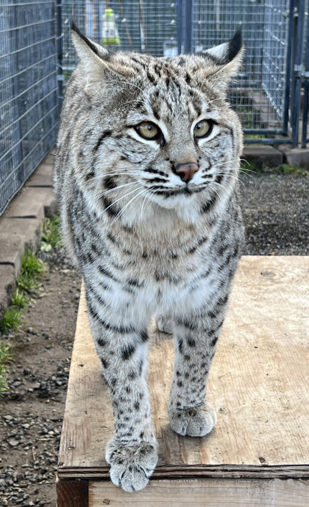 Young bobcat Ricky looking directly at camera, curious and bright.