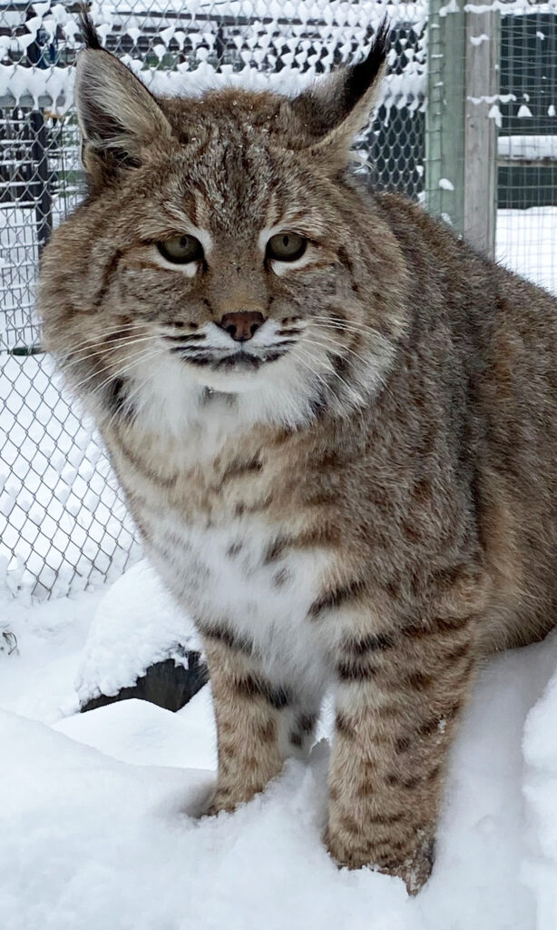 Senior bobcat Stitches camouflaged in habitat, calm and observant.
