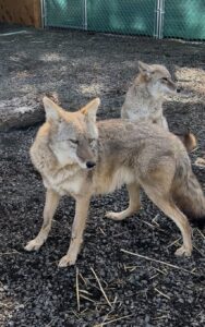 Coyote Sunny standing alert, golden-gray fur glowing in sunlight.