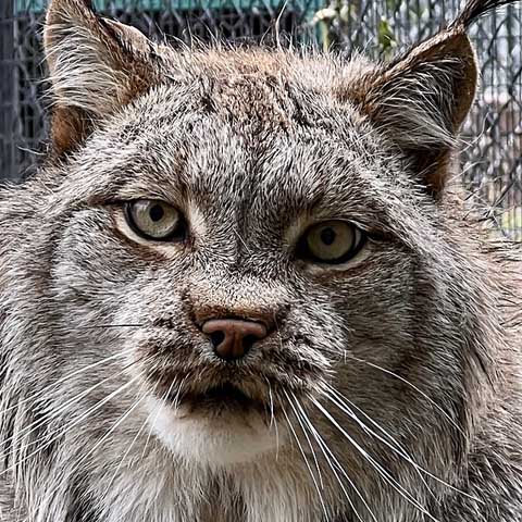 Canada lynx Jynx resting in shade, thick fur and tufted ears visible.