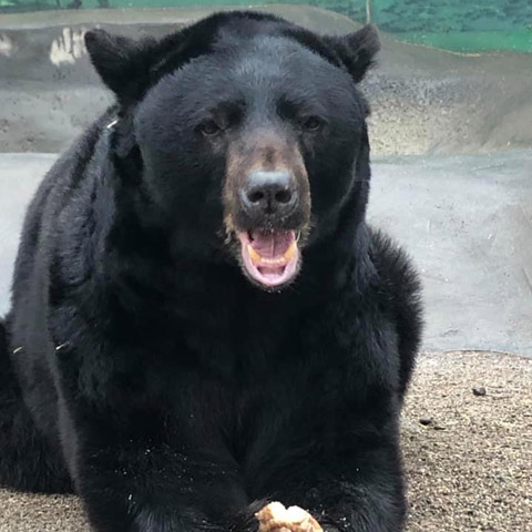 Oso, an American Black Bear, is showing an open-mouth behavior at Cat Tales Wildlife.