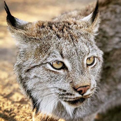 Lynx Sibella crouched in grass, bright eyes framed by her cheek ruffs.