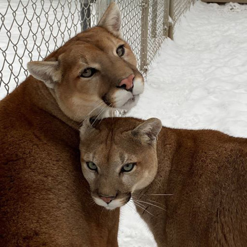 Hope and Jackson, cougars at Cat Tales Wildlife in the snow