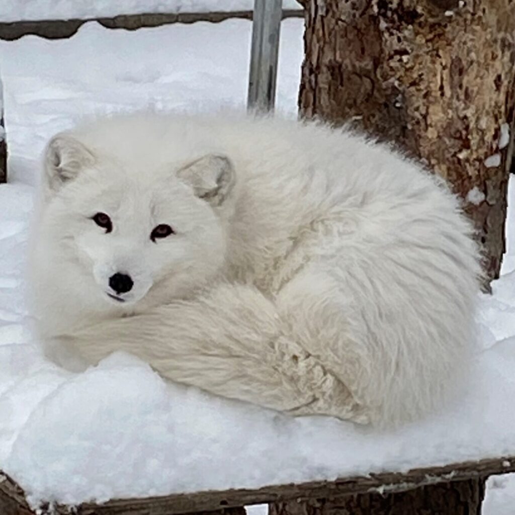 Buddy an arctic fox at Cat Tales Wildlife Center with his winter pelage/fur curled up on a snowy platform.
