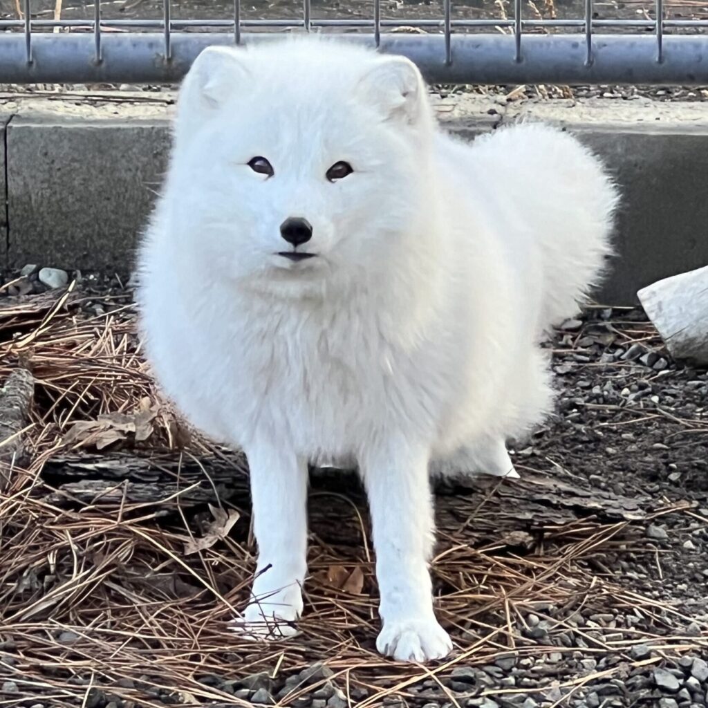Jovie an arctic fox in her inter pelage/fur sitting on the ground in her habitat at Cat Tales Wildlife Center.