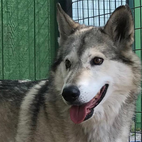 Akeylah a wolfdog hybrid at Cat Tales Wildlife Center standing in her shelter