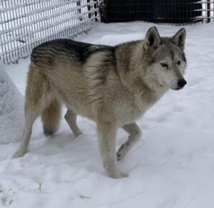 Wolfdog ambassador at Cat Tales Wildlife Center.