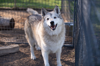 Akeylah a wolfdog hybrid at Cat Tales Wildlife Center standing in her exhibit