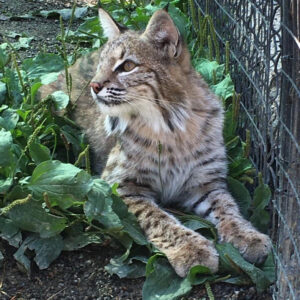 Bobcat ambassador resting in a natural habitat at Cat Tales Wildlife Center.