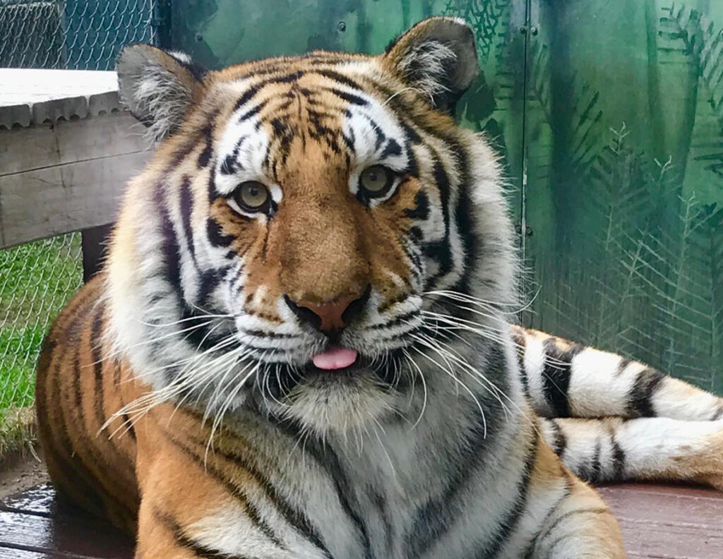 Amura the Amur tiger watching from her habitat