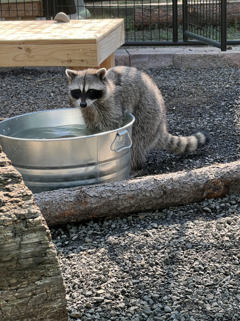 Billy a raccoon at Cat Tales Wildlife Center exploring water enrichment with his paws